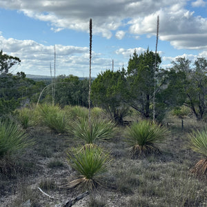 Dasylirion texanum