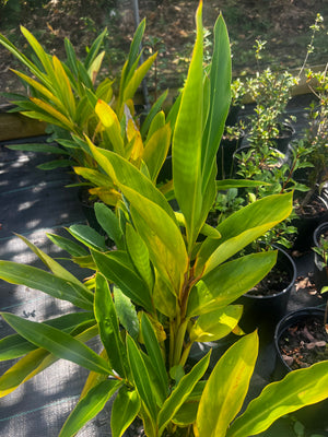 Alpinia sp., hardy evergreen ginger, upright clump of lance-shaped green leaves