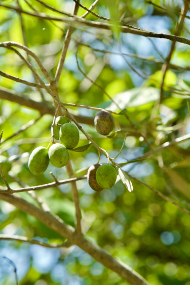 Olea europaea 'Lucques', Lucques olive, a fruiting tree offered by Woodlanders.