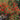 Clinopodium coccineum