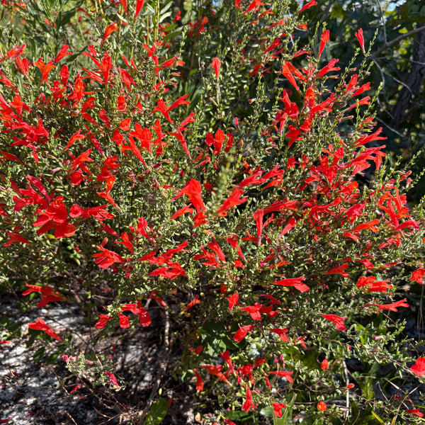 Clinopodium coccineum