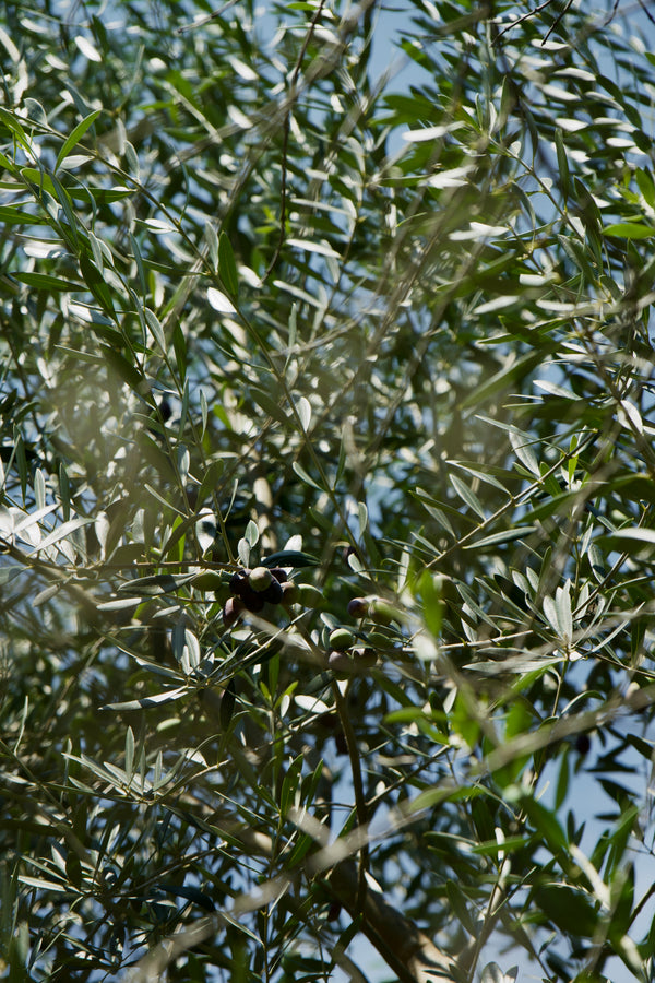 Olea europaea 'Favarol'