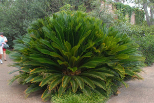 Cycas revoluta, Sago Palm, symmetrical rosette of stiff dark green fronds