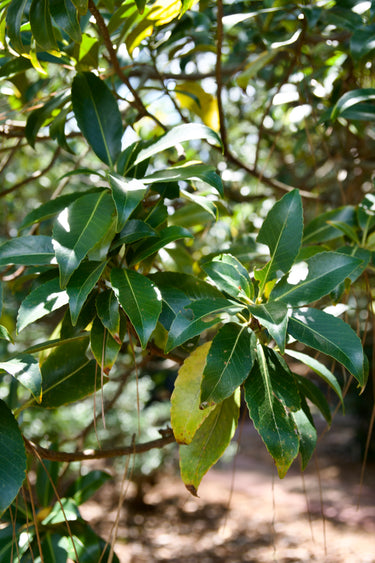 Schima remotiserrata, a broadleaf evergreen tree offered by Woodlanders.