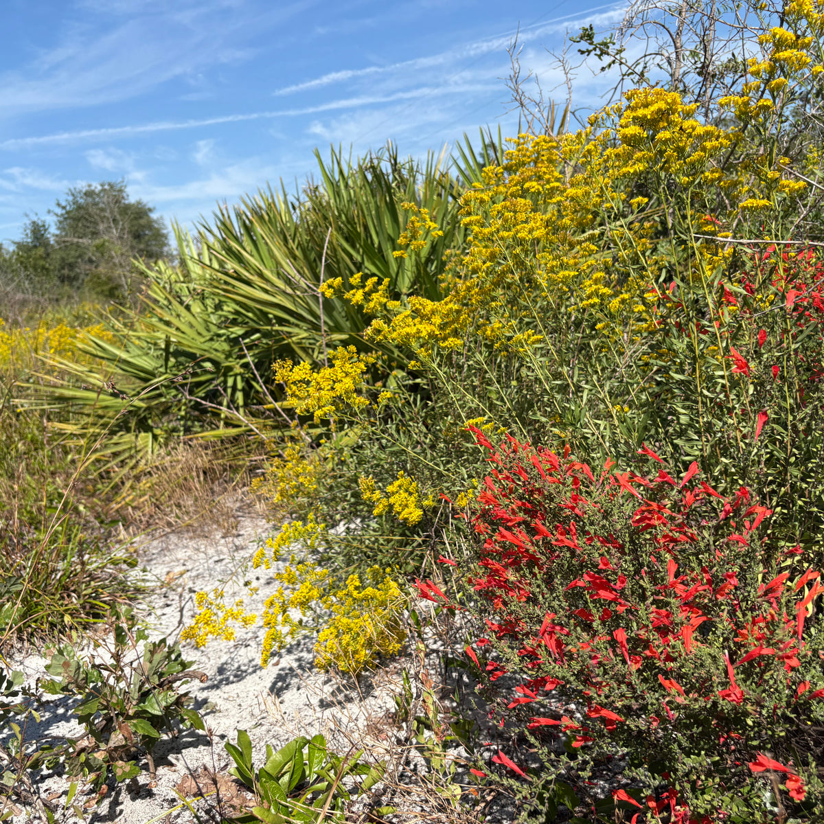 Clinopodium coccineum scarlet calamint in bloom, red flowers attractive to hummingbirds
