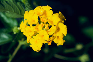 Lantana camara 'Hybrida' yellow lantana, flat clusters of clear yellow flowers on a low mounding shrub