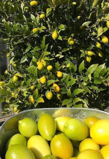 Lakeland Limequat