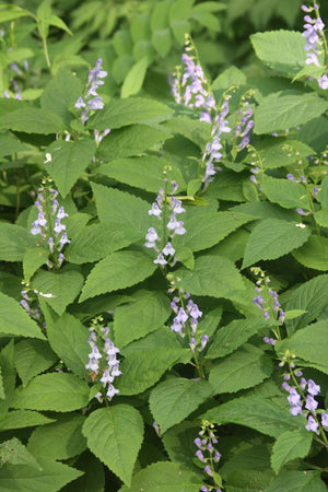 Scutellaria serrata, showy skullcap, spike of lavender-blue hooded flowers.