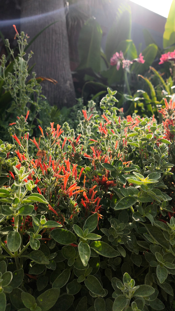Dicliptera suberecta