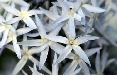 Amsonia tabernaemontana