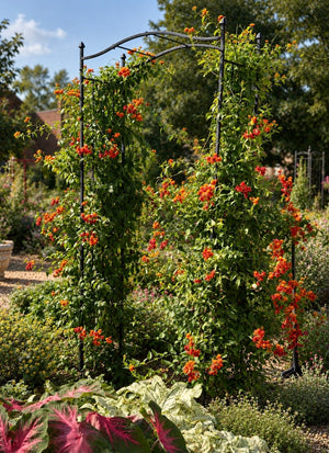 Senecio confusus, Mexican flame vine, a climbing vine offered by Woodlanders.