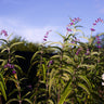Salvia leucantha (Mexican bush sage) velvety purple calyces with white corollas