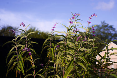 Salvia leucantha