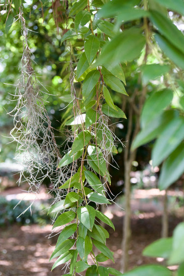 Agarista (Leucothoe) populifolia