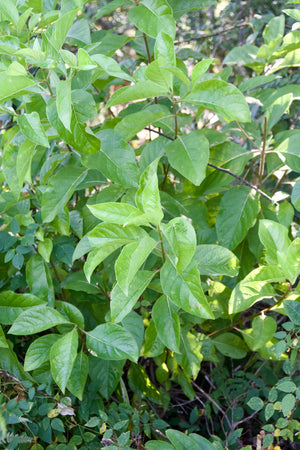 Pinckneya bracteata (pubens), fever tree, a native tree offered by Woodlanders.