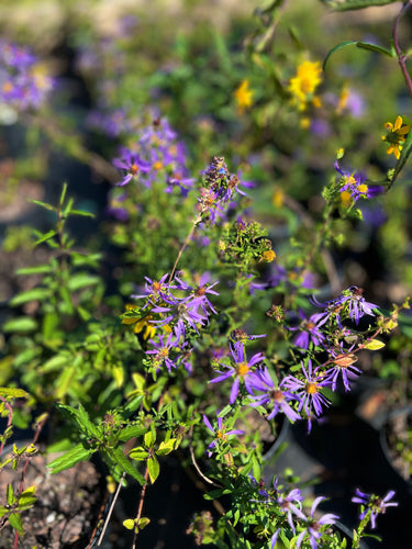 Aster grandiflorus