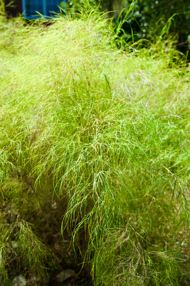 Muhlenbergia dumosa