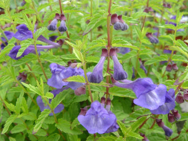 Scutellaria serrata