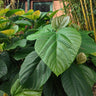 Ficus roxburghii, a shrub offered by Woodlanders.