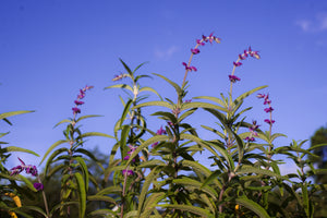 Salvia leucantha (Mexican bush sage) arching purple-and-white flower spikes