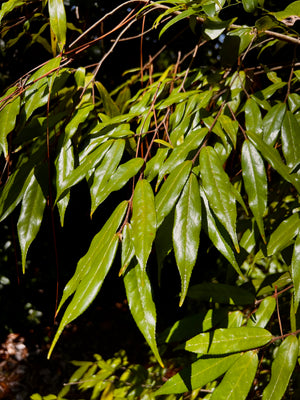 Camellia salicifolia, willowleaf camellia, a shrub offered by Woodlanders.