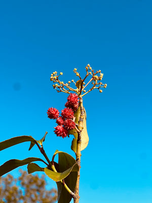 Trailing evergreen Euonymus from Mount Emei, China, glossy toothed leaves with bright red spiky fruit