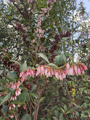 Lyonia lucida, fetterbush, a native shrub offered by Woodlanders, photographed near the Ohoopee River.
