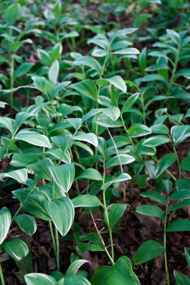 Polygonatum odoratum 'Variegatum'