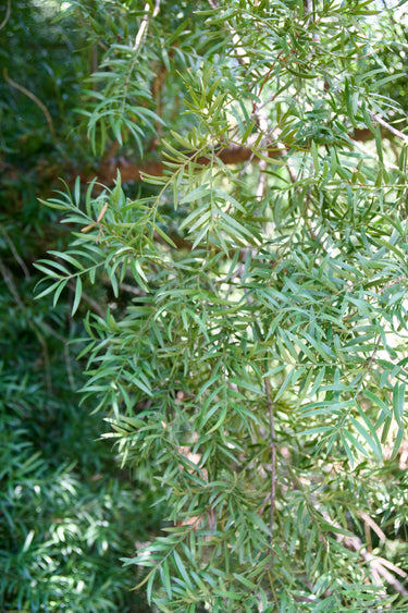 Afrocarpus falcatus, Outeniqua yellowwood, a conifer offered by Woodlanders.