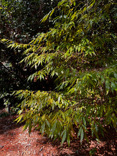 Camellia salicifolia, willowleaf camellia, a shrub offered by Woodlanders.
