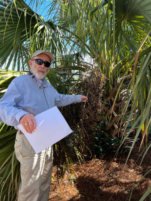 Sabal x texensis