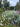 Zenobia pulverulenta 'Woodlanders Blue'