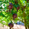 Punica granatum 'Eight Ball', pomegranate, a fruiting shrub offered by Woodlanders.