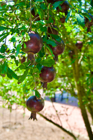 Punica granatum 'Eight Ball', pomegranate, a fruiting shrub offered by Woodlanders.