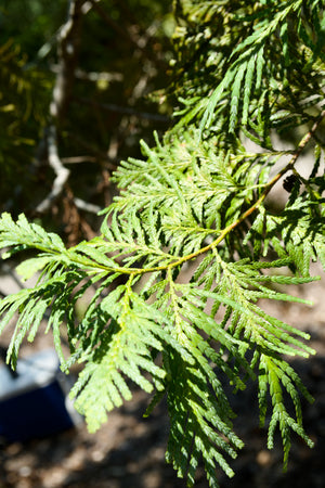 Fokienia hodginsii, a conifer offered by Woodlanders.