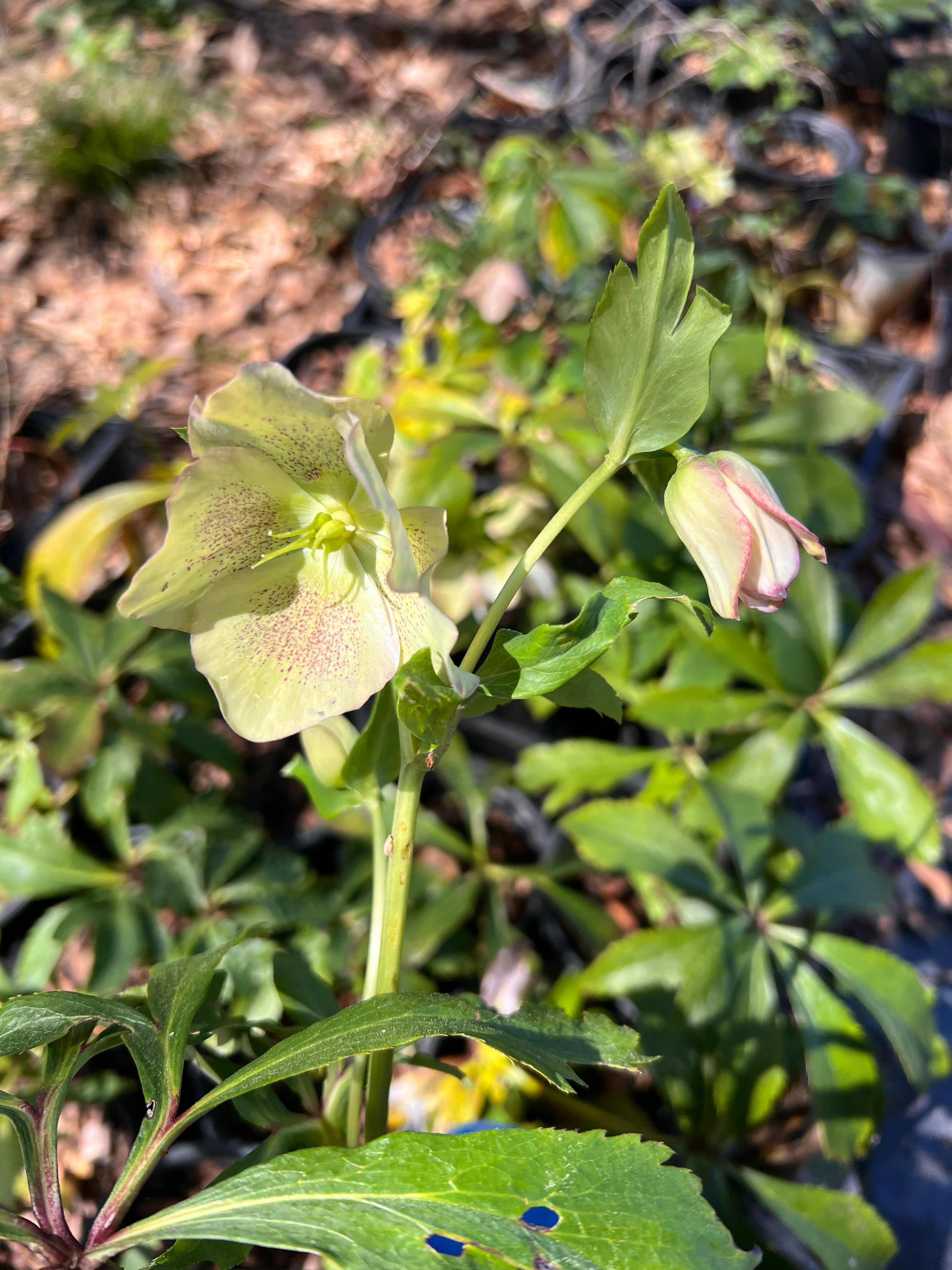 Woodlanders Helleborus x hybridus - Thumbnail 2