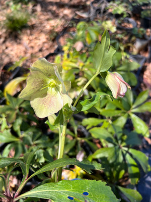 Helleborus x hybridus Lenten rose, nodding cup-shaped flowers above evergreen foliage.