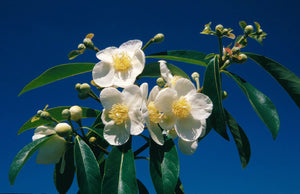 ×Schimlinia floribunda, Schima and Franklinia hybrid, glossy evergreen foliage on an upright small tree.