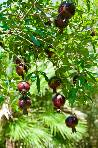 Punica granatum ‘Eight Ball’