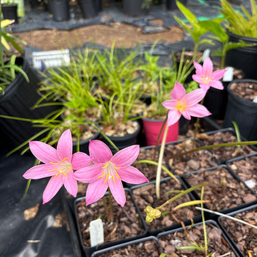 Zephyranthes macrosiphon