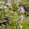 Eurybia spinulosa, Apalachicola aster, a native perennial offered by Woodlanders.