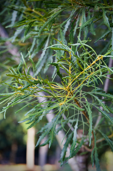 Myrica cerifera 'Emperor'