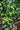 Aloysia virgata, sweet almond verbena, a fragrant shrub offered by Woodlanders.