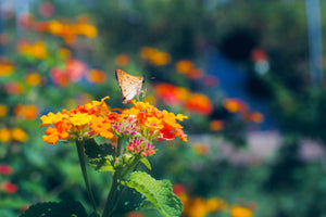 Lantana camara 'Miss Huff' hardy lantana, domed flowerheads in orange, gold, and pink