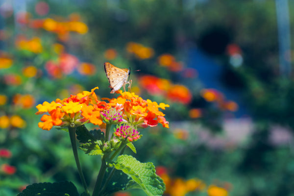 Lantana camara 'Miss Huff'