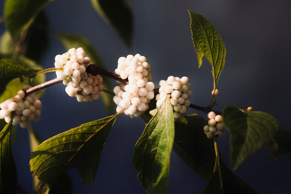 Callicarpa americana ‘Bok Tower’