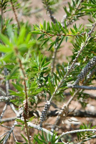 Callistemon phoeniceus, a bottlebrush shrub offered by Woodlanders.