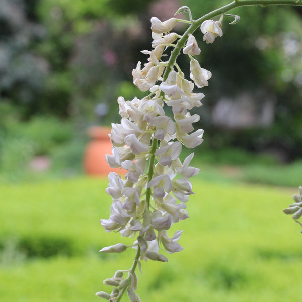 Wisteria macrostachya 'Clara Mack'