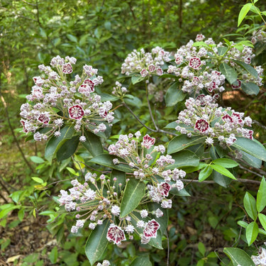 Kalmia latifolia 'Bullseye'