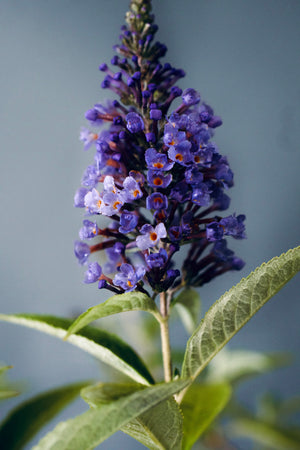 Buddleia 'Lochinch', butterfly bush, fragrant lavender-blue flower panicles with orange eyes